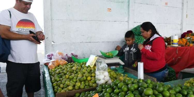Se desplomó el precio del limón michoacano