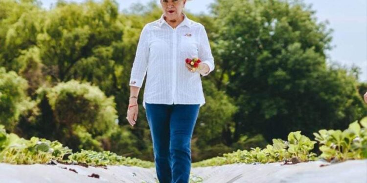 Se requieren acciones efectivas para devolver a Michoacán su vocación forestal: Julieta Gallardo