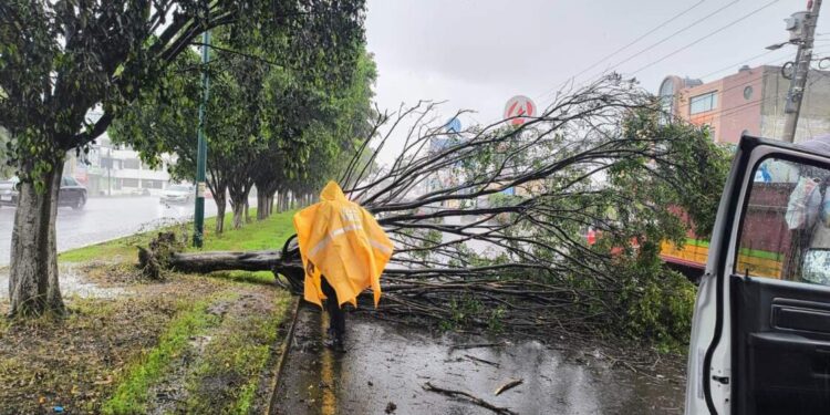 Retira ayuntamiento árbol que cayó sobre libramiento