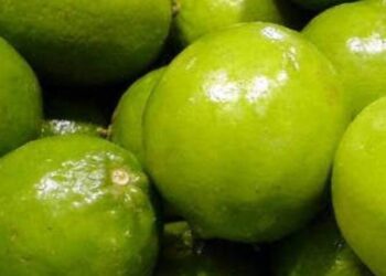 Crisis en la Producción de Limón en Michoacán