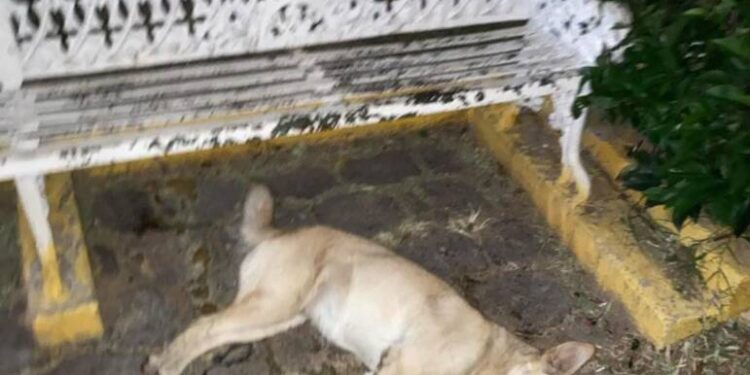 Activistas denuncian envenenamiento masivo de animales en Maravatío: más de 70 víctimas fatales