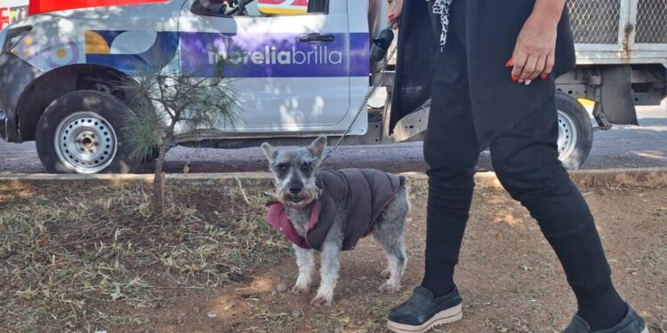 Gobierno de Morelia rescata ejemplares caninos de maltrato animal