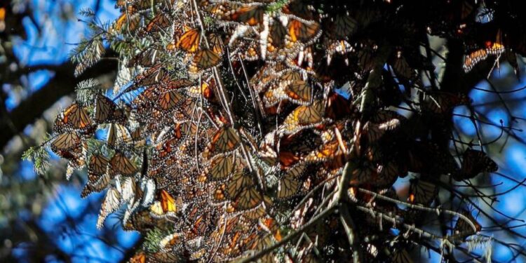 Abren el 15 de noviembre los Santuarios de la Monarca en Michoacán
