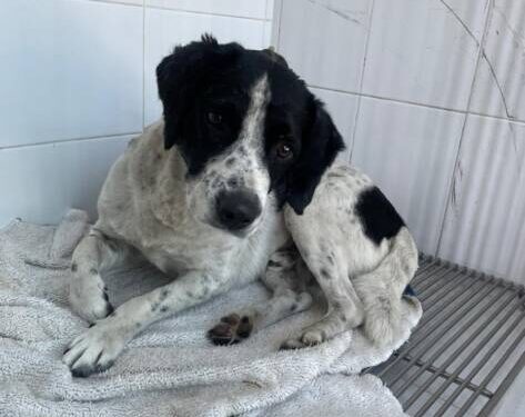 Justicia para Huesitos:*_ *Activistas exigen acción inmediata ante la crueldad animal en Zitácuaro