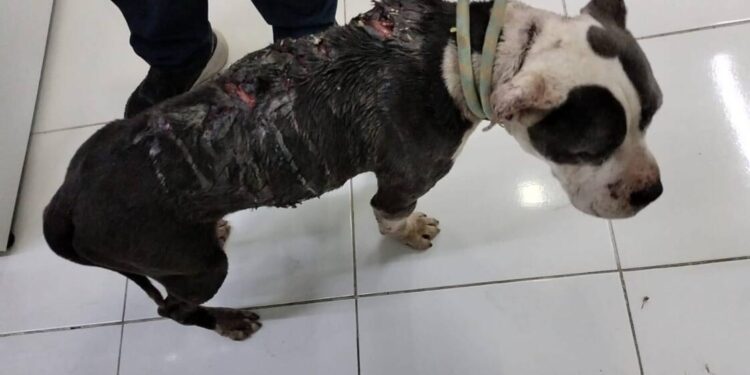 Rescatistas independientes alertan sobre tres colonias de Morelia, como focos rojos con crueldad animal