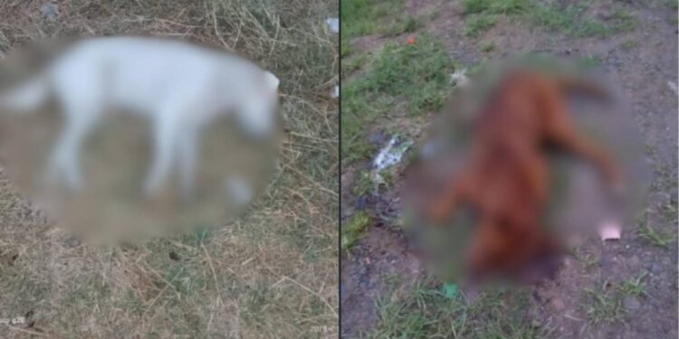 Omiso, Gobierno de Charo ante envenenamiento de perros
