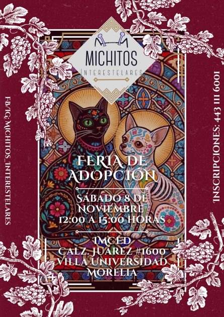 Feria de adopción de gatitos, sábado 8 de noviembre, en el IMCED